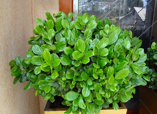 Viburno – Viburnum suspensum - Cerca Viva - 2 Mudas Adultas - Imagem 2
