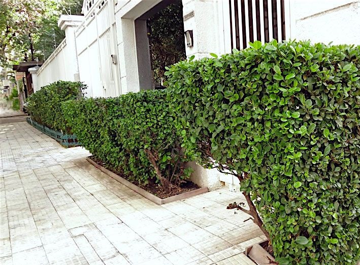 Viburno – Viburnum suspensum - Cerca Viva - 10 Mudas Adultas - Imagem 4