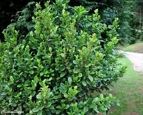 Viburno – Viburnum suspensum - Cerca Viva - 2 Mudas Adultas - Imagem 7