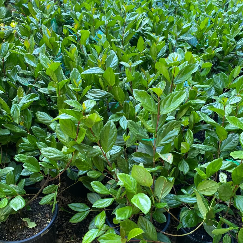 Viburno – Viburnum suspensum - Cerca Viva - 10 Mudas Adultas