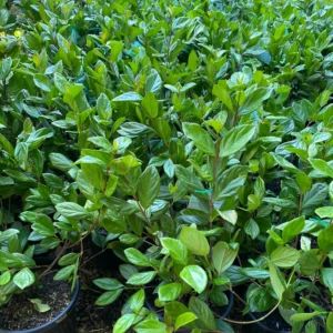 Viburno – Viburnum suspensum - Cerca Viva - 10 Mudas Adultas