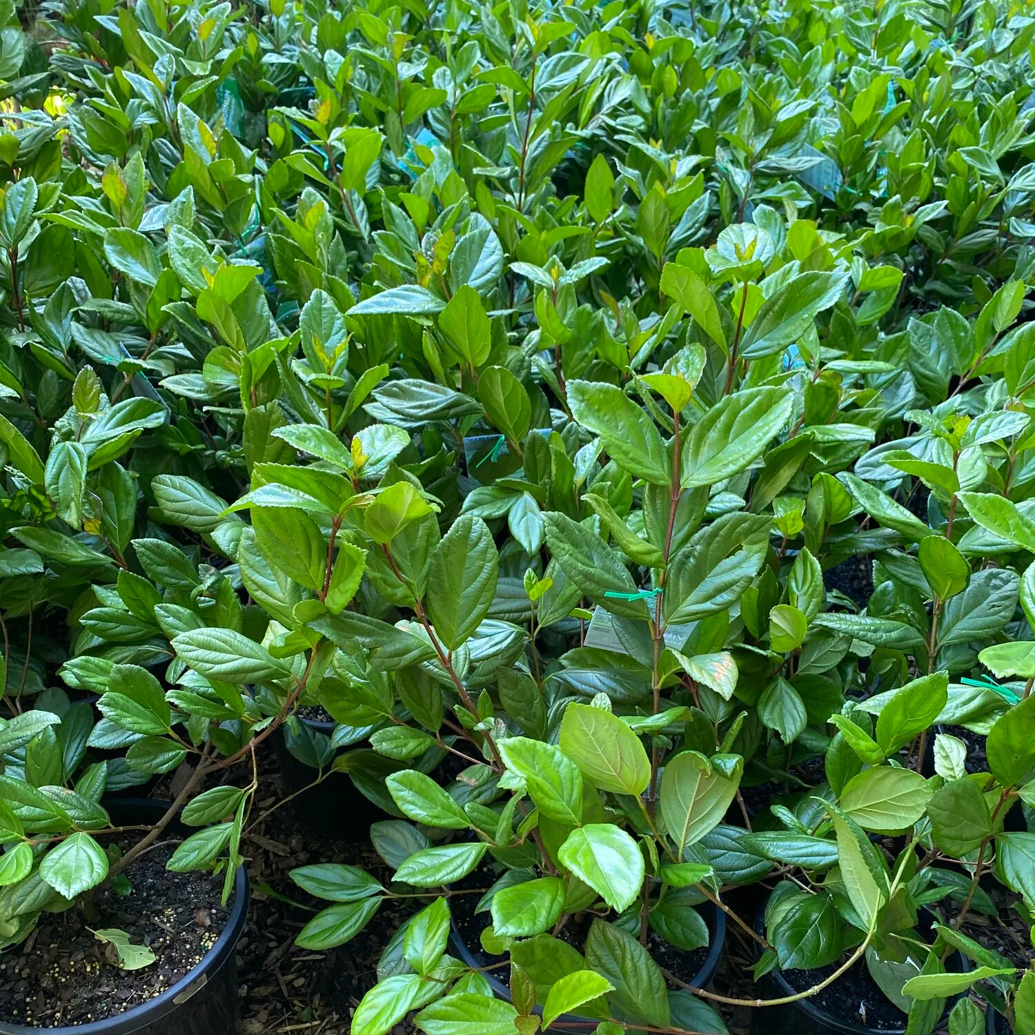 Viburno – Viburnum suspensum - Cerca Viva - 10 Mudas Adultas