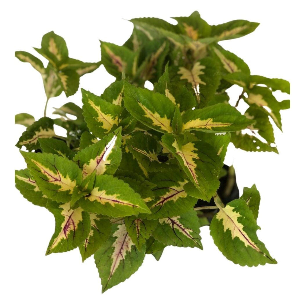 Coléus - Coração Magoado - Verde/Br -Mudas no Saquinho