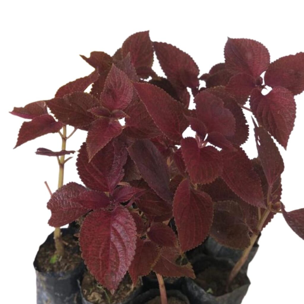 Coléus - Coração Magoado - Roxo -  Mudas no Saquinho