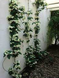 2 Mudas Lágrima de Cristo Clerodendron thomsonae Trepadeira - Imagem 6