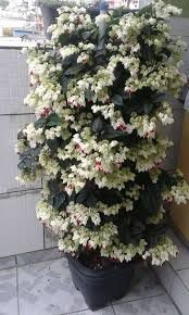 2 Mudas Lágrima de Cristo Clerodendron thomsonae Trepadeira - Imagem 5