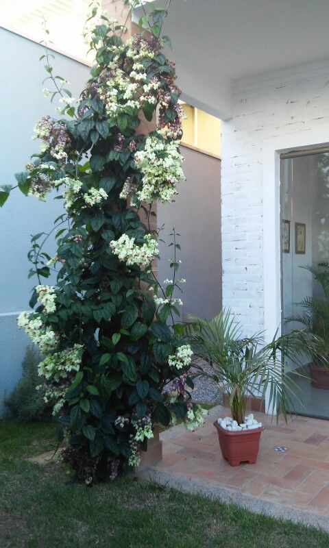 2 Mudas Lágrima de Cristo Clerodendron thomsonae Trepadeira - Imagem 3