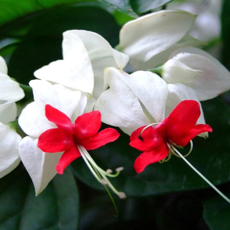 2 Mudas Lágrima de Cristo Clerodendron thomsonae Trepadeira - Imagem 2