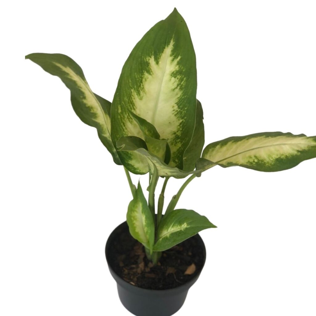 Comigo Ninguém Pode - Dieffenbachia Amoena - Pote 11