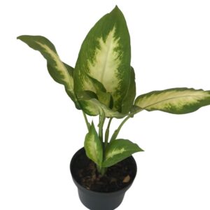 Comigo Ninguém Pode - Dieffenbachia Amoena - Pote 11
