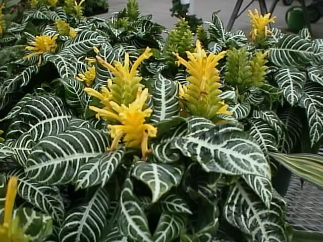 Afelandra – Aphelandra squarrosa - 30cm - Pote 15
