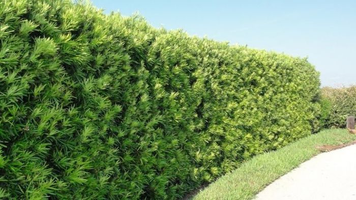Podocarpos - Podocarpus macrophyllus - Altura média 80cm - Imagem 6