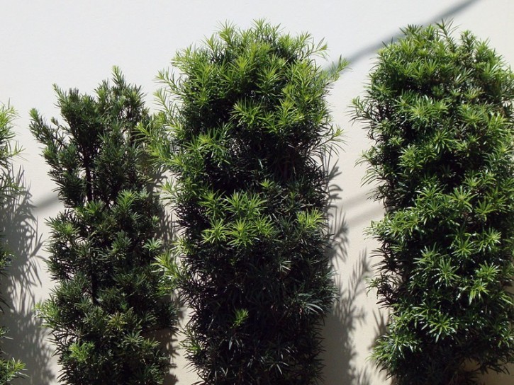 Podocarpos - Podocarpus macrophyllus - Altura média 80cm - Imagem 5