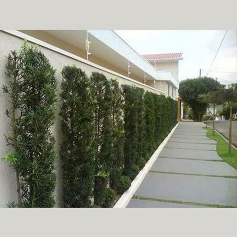 Podocarpos - Podocarpus macrophyllus - Altura média 80cm - Imagem 4
