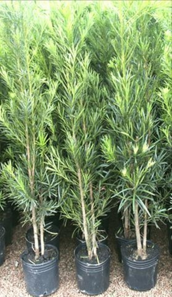 Podocarpos - Podocarpus macrophyllus - Altura média 80cm - Imagem 2
