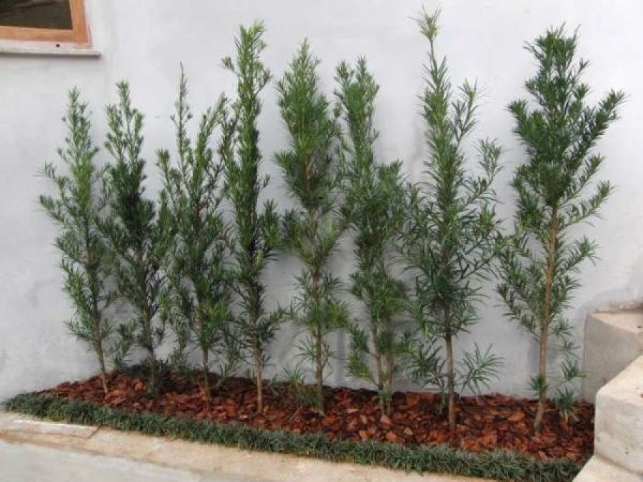Podocarpos - Podocarpus macrophyllus - Altura média 80cm - Imagem 3