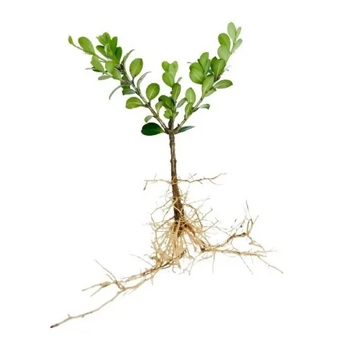 Buxinho Topiaria, Bonsai e Ornamental no Saquinho