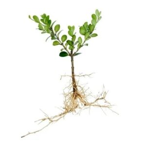 Buxinho Topiaria, Bonsai e Ornamental no Saquinho