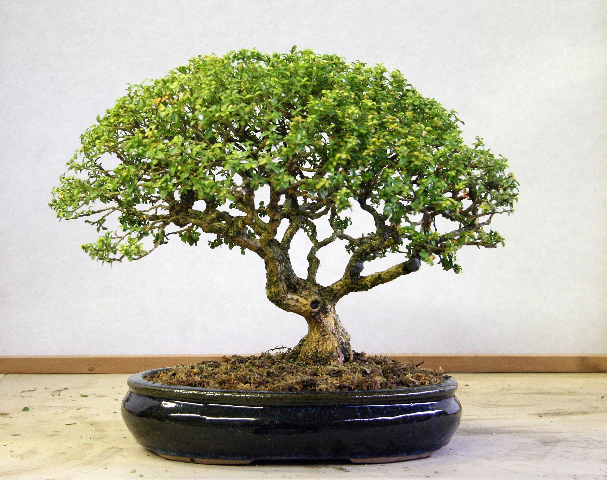 Buxinho Topiaria, Bonsai e Ornamental no Saquinho — foto 2