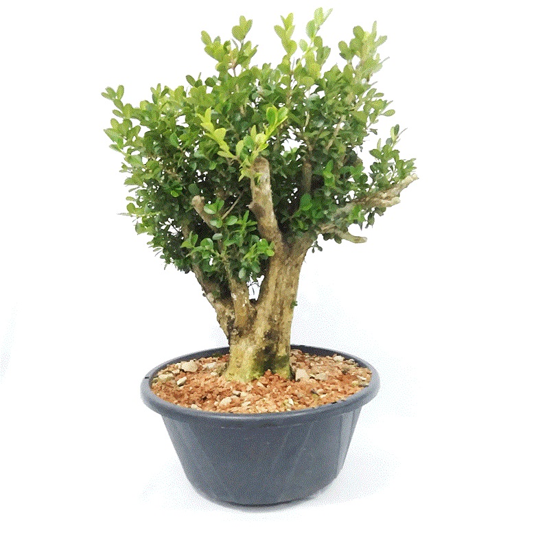 Buxinho Topiaria, Bonsai e Ornamental no Saquinho — foto 3