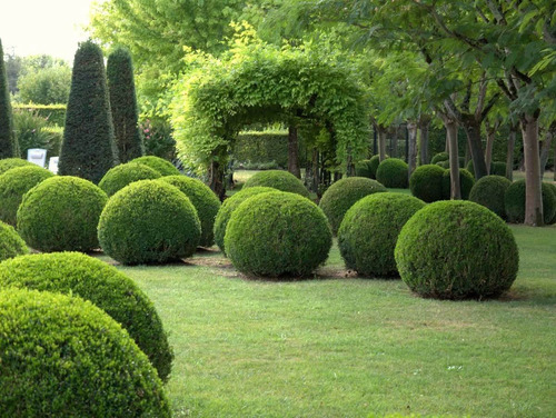 Buxinho Topiaria, Bonsai e Ornamental no Saquinho — foto 4