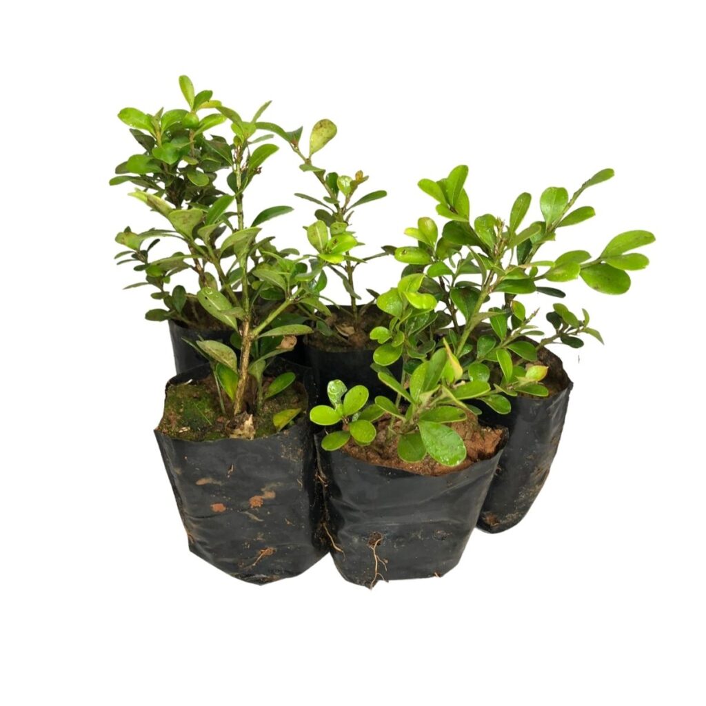 Buxinho P/ Topiaria, Bonsai e Ornamental no Saquinho