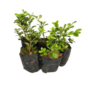Buxinho P/ Topiaria, Bonsai e Ornamental no Saquinho