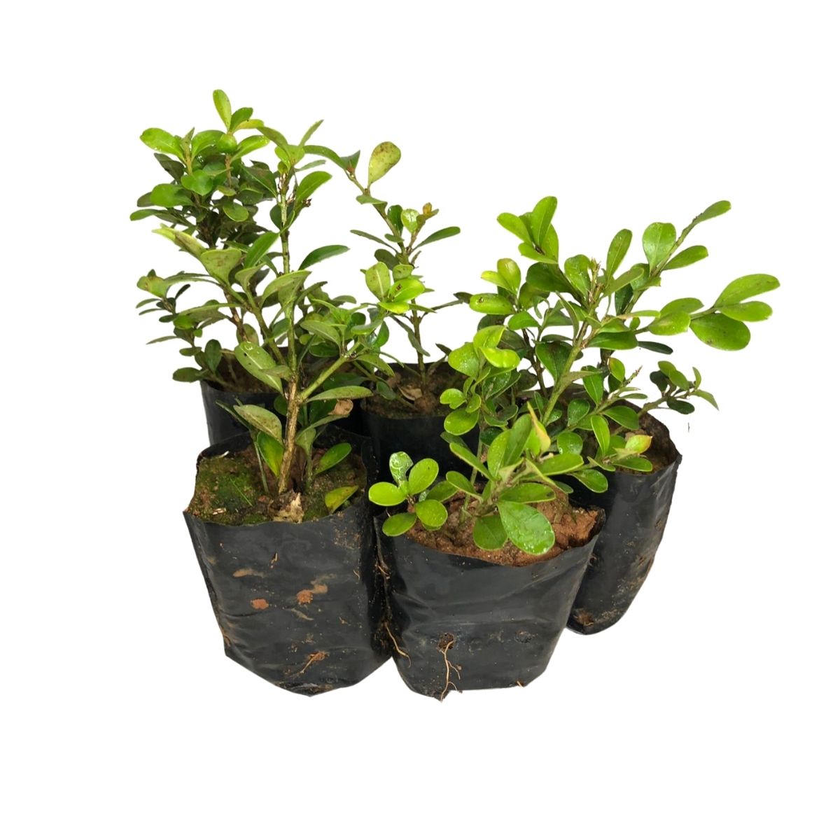 Buxinho Topiaria, Bonsai e Ornamental no Saquinho — foto 5