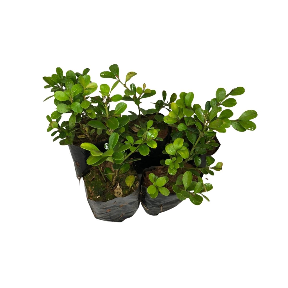 Buxinho Topiaria, Bonsai e Ornamental no Saquinho — foto 6
