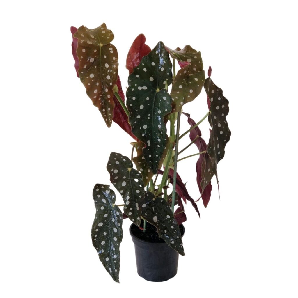 Begônia Maculata (begônia de bolinhas) de 45cm de altura Pt17