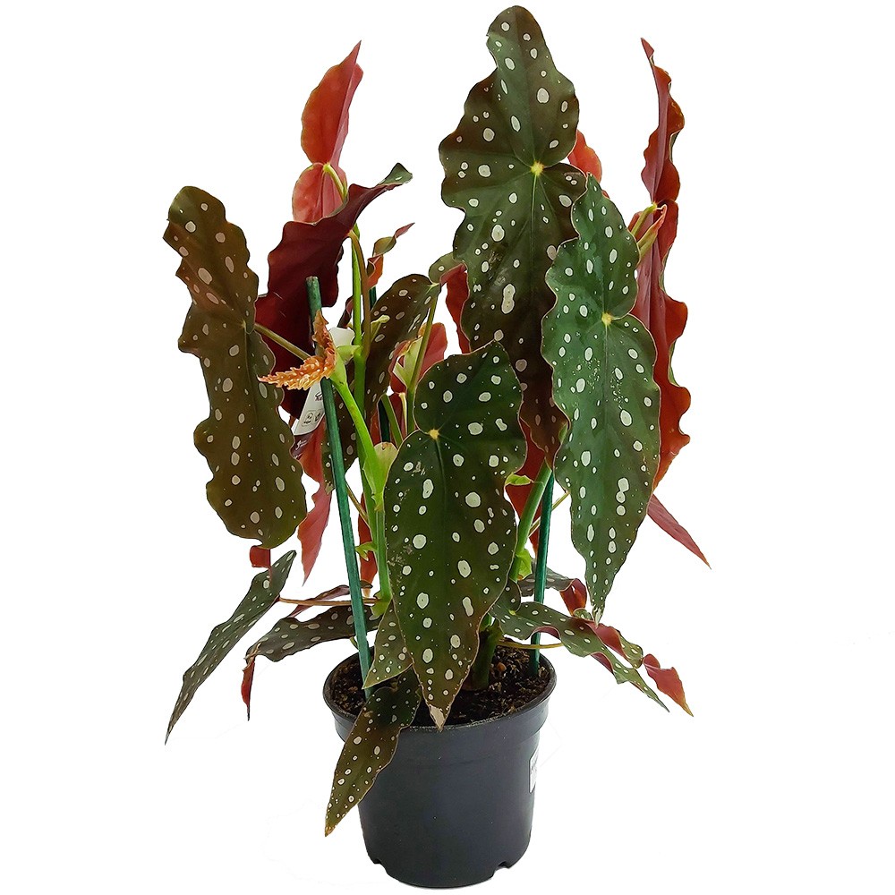 Begônia Maculata (begônia de bolinhas) de 40cm de altura Pote 13 - Imagem 2