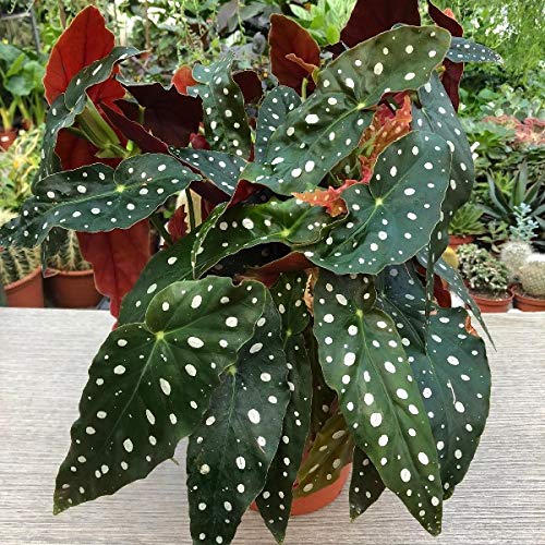 Begônia Maculata (begônia de bolinhas) de 45cm de altura Pt17 - Imagem 5