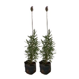 2 Mudas De Alfazema, Lavanda Francesa - Lavandula Dentata