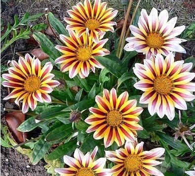 Flor Gazânia - Gazania rigens; Gazania splendens - 5 Mudas