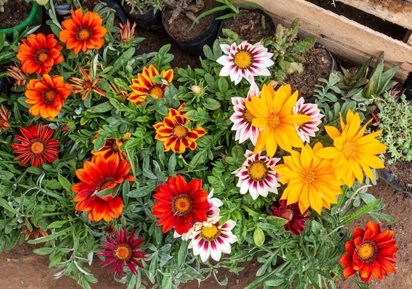Flor Gazânia - Gazania rigens; Gazania splendens - 5 Mudas — foto 2