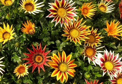 Flor Gazânia - Gazania rigens; Gazania splendens - 5 Mudas — foto 3