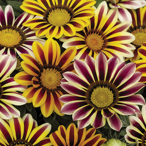 Flor Gazânia - Gazania rigens; Gazania splendens - 5 Mudas — foto 4