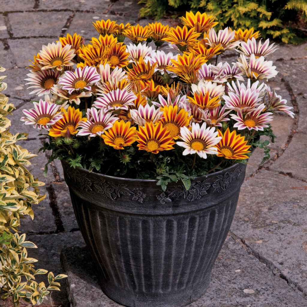 Flor Gazânia - Gazania rigens; Gazania splendens