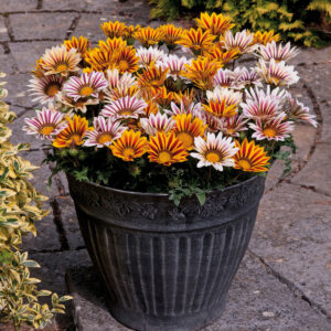 Flor Gazânia - Gazania rigens; Gazania splendens