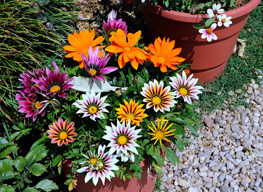 Flor Gazânia - Gazania rigens; Gazania splendens - 5 Mudas — foto 6