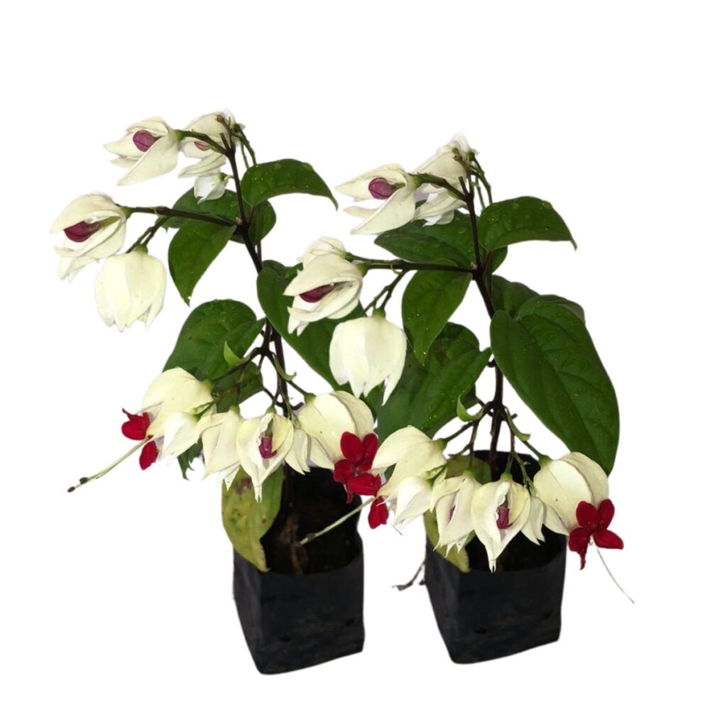 Lágrima de Cristo Clerodendron thomsonae Trepadeira no Saquinho