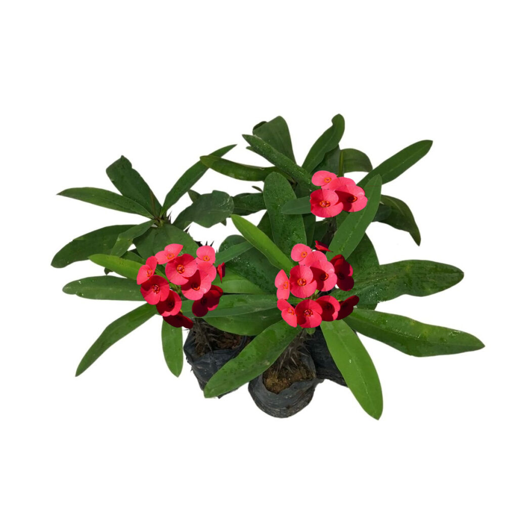 Coroa de Cristo, Bem Casado - Euphorbia milii - No Saquinho