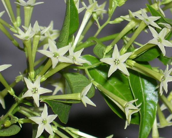 Dama da Noite, Coerana - Cestrum nocturnum - 50cm - Imagem 2