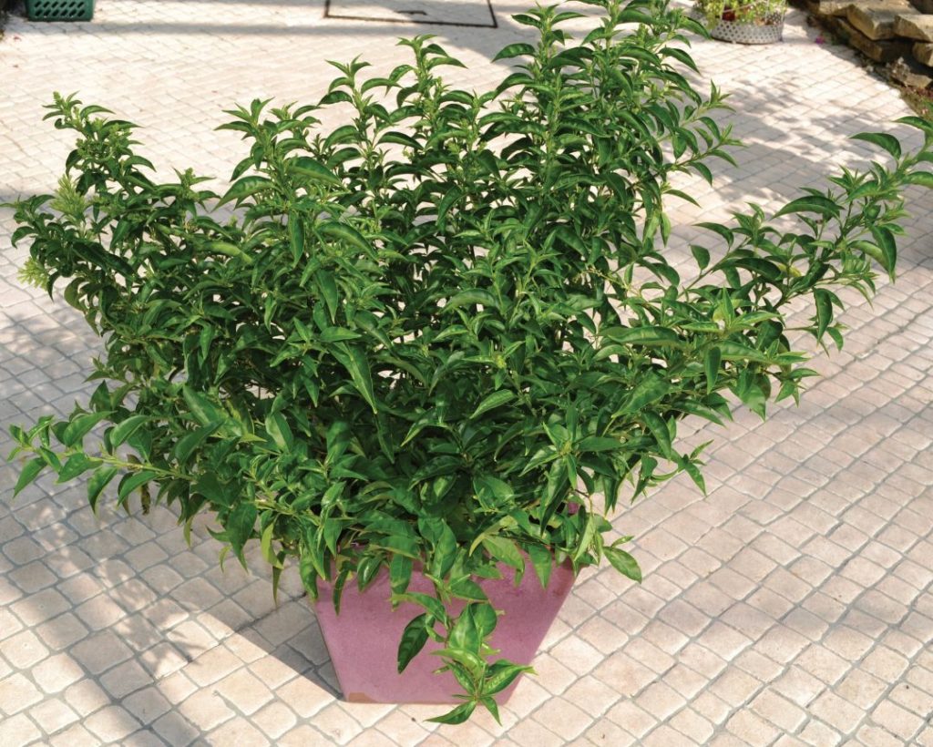 Dama da Noite, Coerana - Cestrum nocturnum - 50cm - Imagem 3
