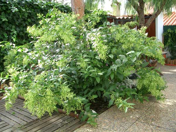 Dama da Noite, Coerana - Cestrum nocturnum - 50cm - Imagem 5