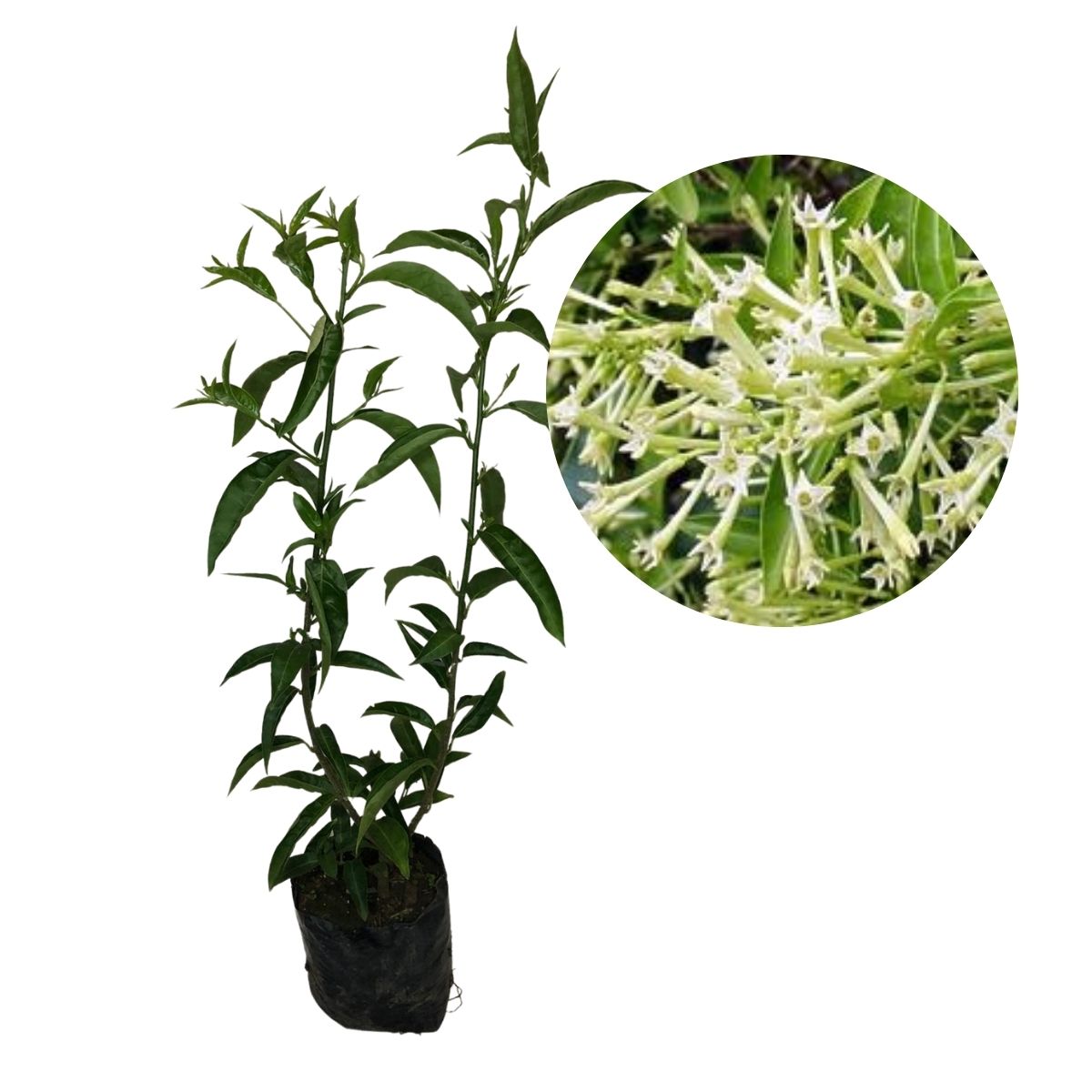 Dama da Noite, Coerana - Cestrum nocturnum - 50cm