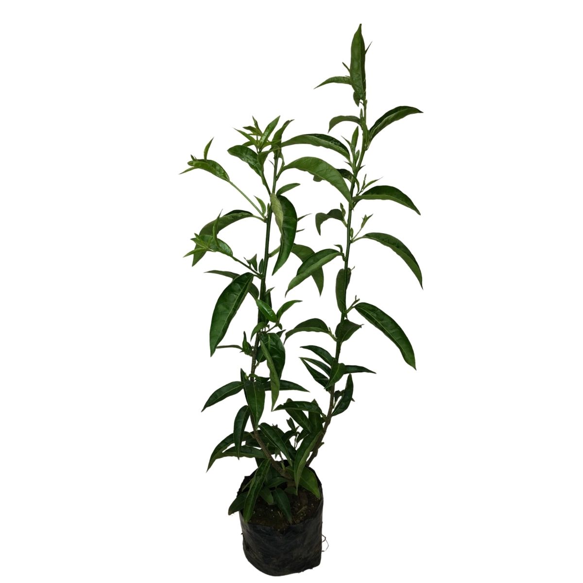 Dama da Noite, Coerana - Cestrum nocturnum - 50cm - Imagem 4