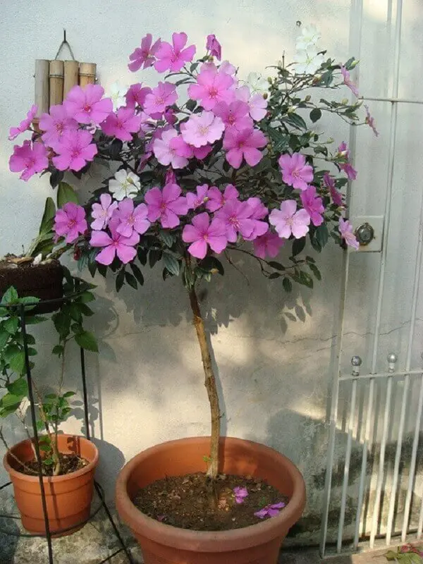 Manacá de Jardim Cheiro (Brunfelsia uniflora) - 70cm - Imagem 5
