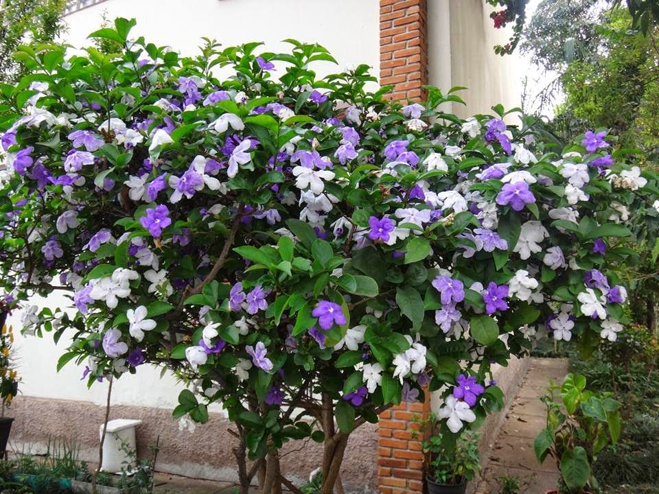 Manacá de Jardim Cheiro (Brunfelsia uniflora) - 70cm - Imagem 7