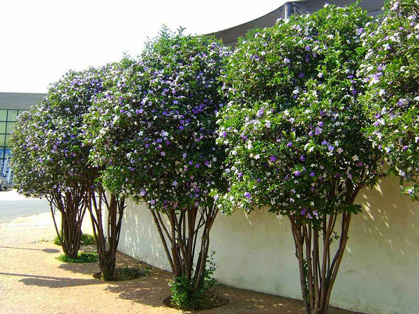 Manacá de Jardim Cheiro (Brunfelsia uniflora) - 70cm - Imagem 8